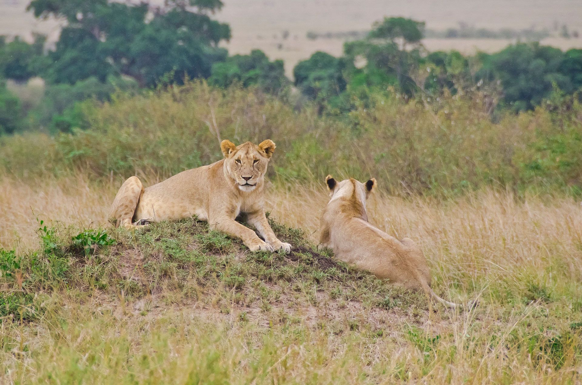Two lionesses rest on a small hill in the Maasai Mara