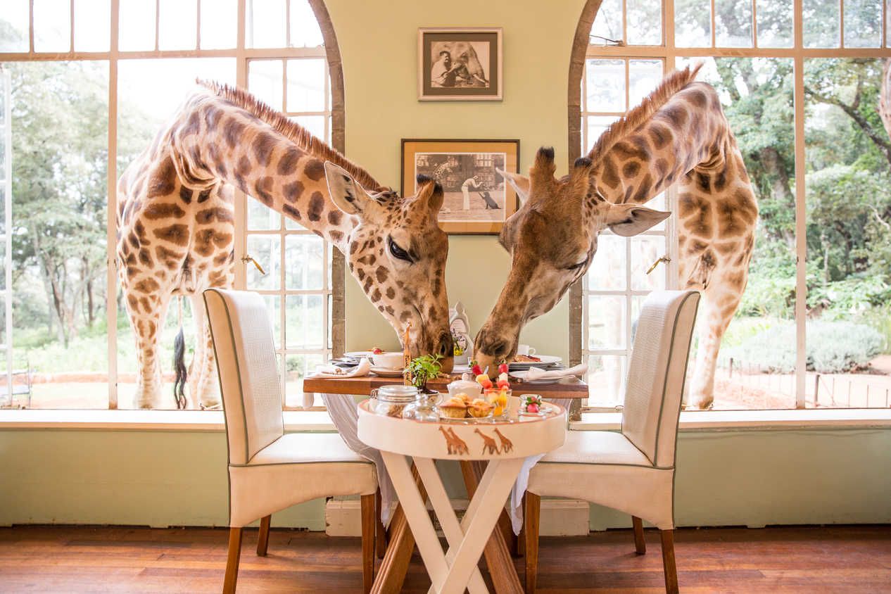Giraffes feed at Giraffe Manor in Nairobi