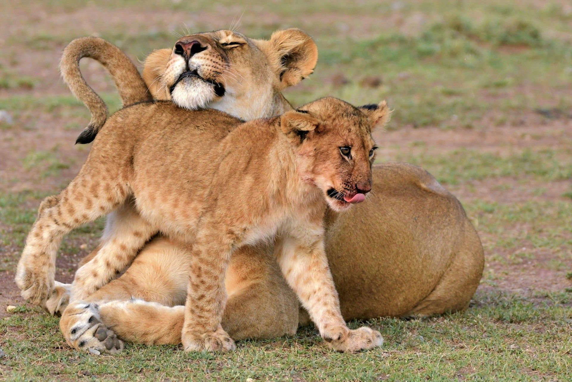 A lion cub takes a break from feasting on a fresh kill to greet one of the pride females - possibly her mother. Lions, being the only true social cats, reinforce bonds frequently by rubbing up against one another.