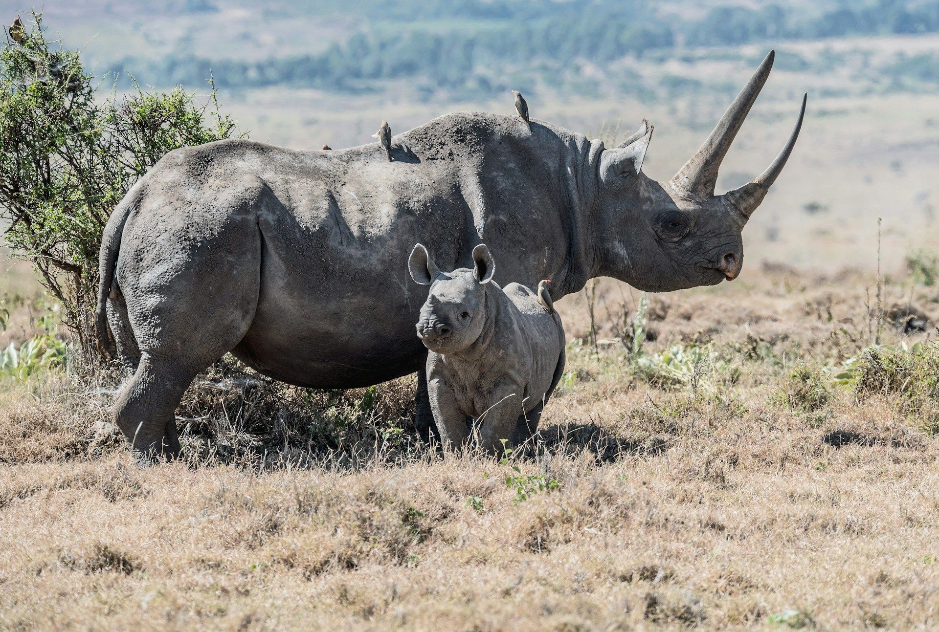 A rhino and her baby