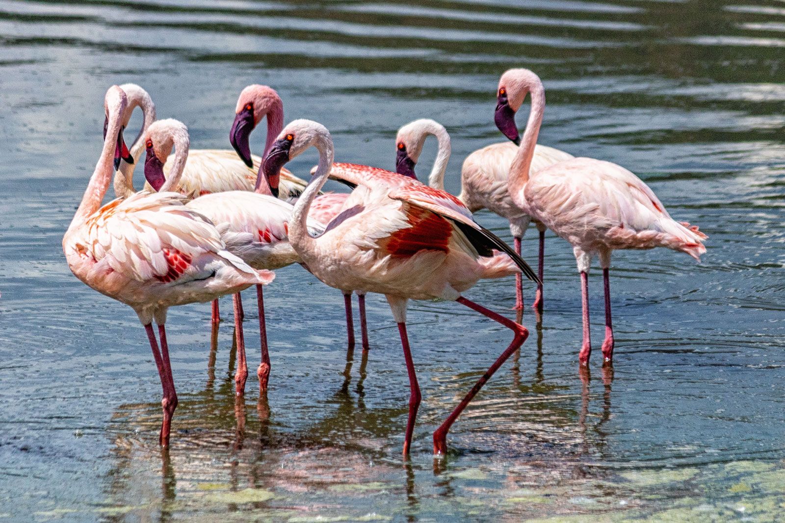 flamingos.jpg