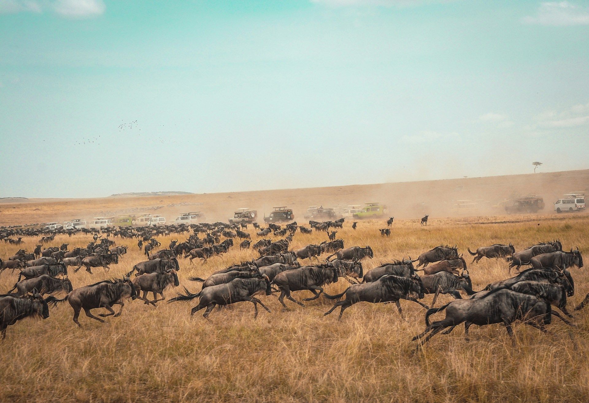 Herd of wildebeeste during the Great Migration in the Maasai Mara National Park. Photo by Harshil Gudka.
