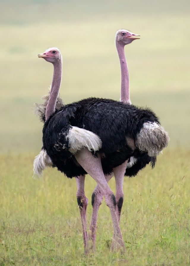 Two male ostrich at a game reserve