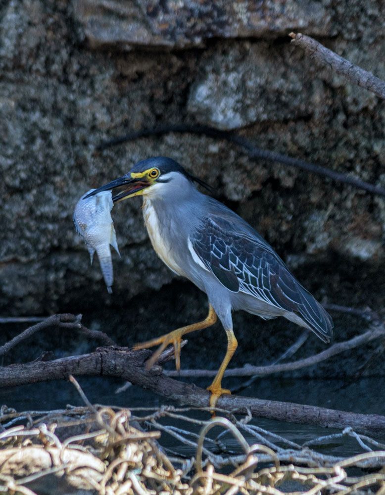 A bird walks along the lake shore with a fish it has caught. Lake Baringo.