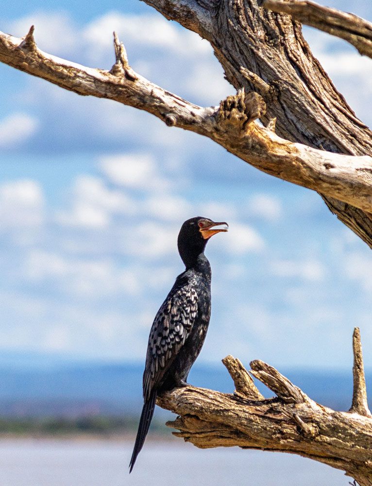 A bird perched on a tree in Lake Baringo