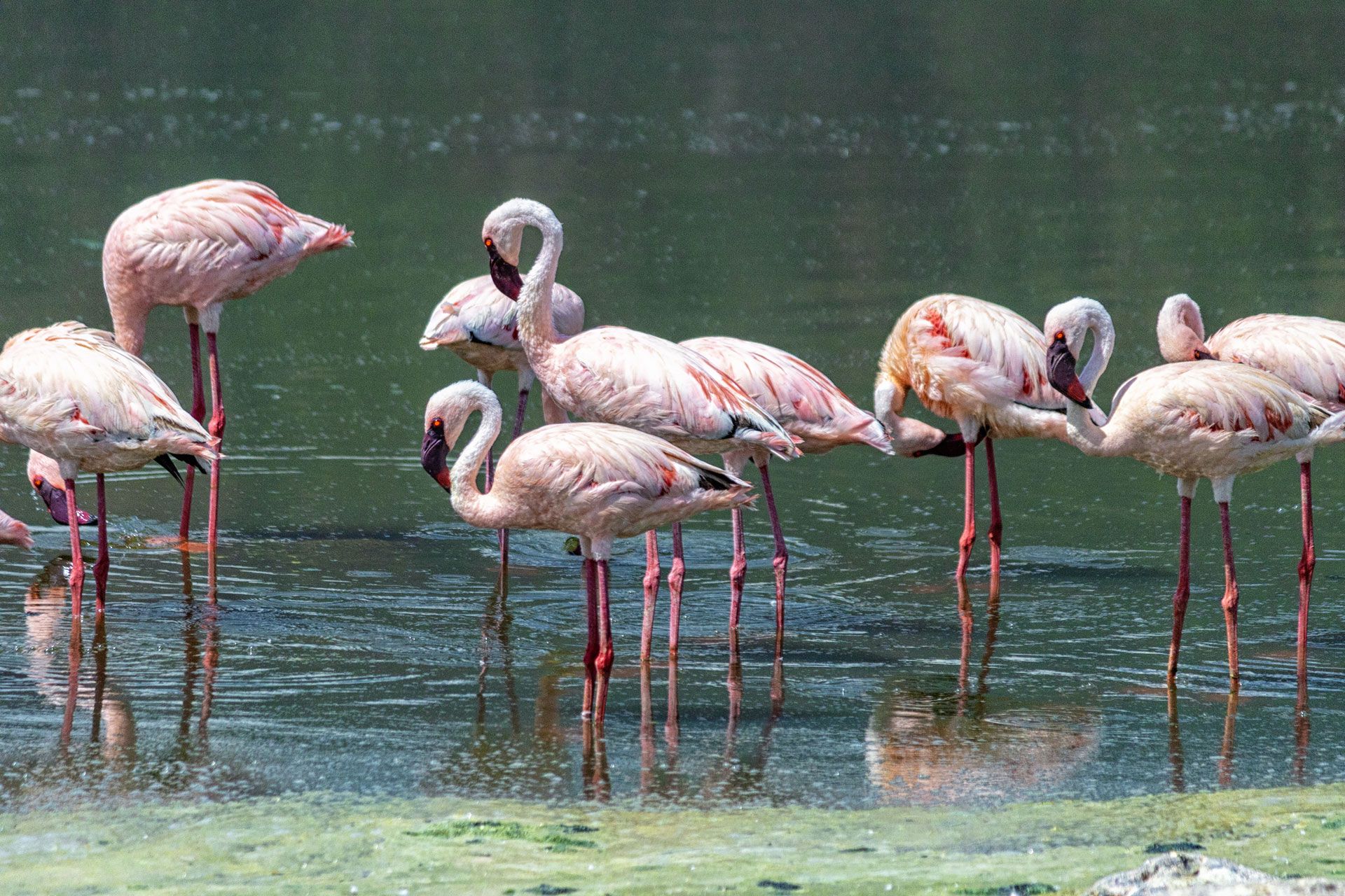 Flamingos enjoy the algae filled waters of Lake Bogoria