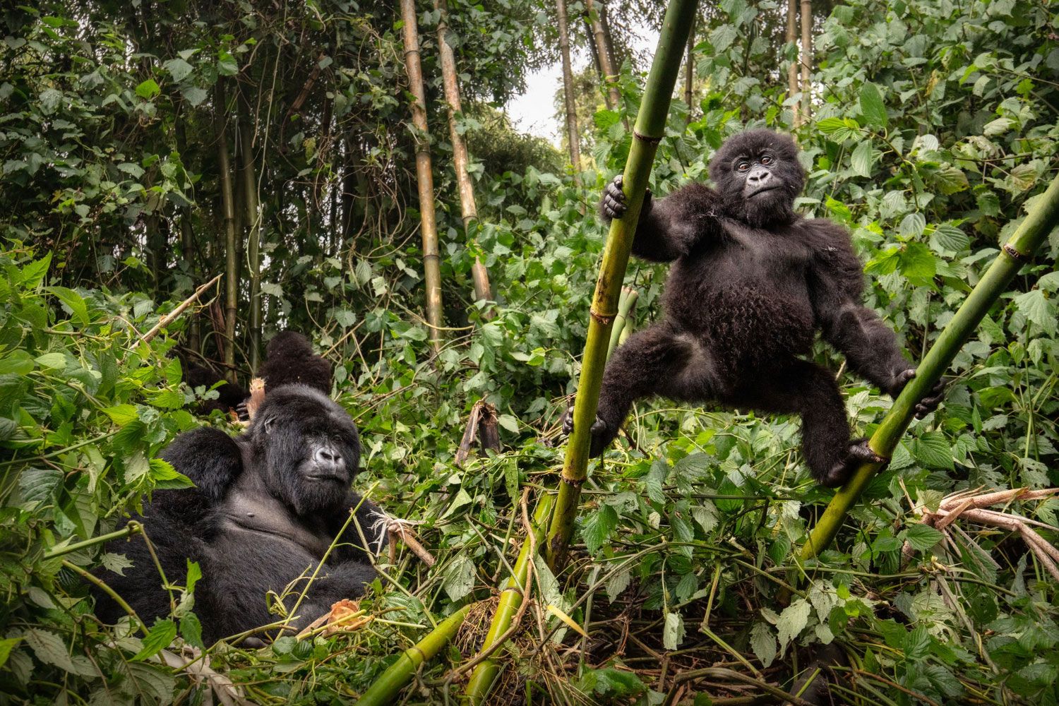 mountain_gorillas.jpg