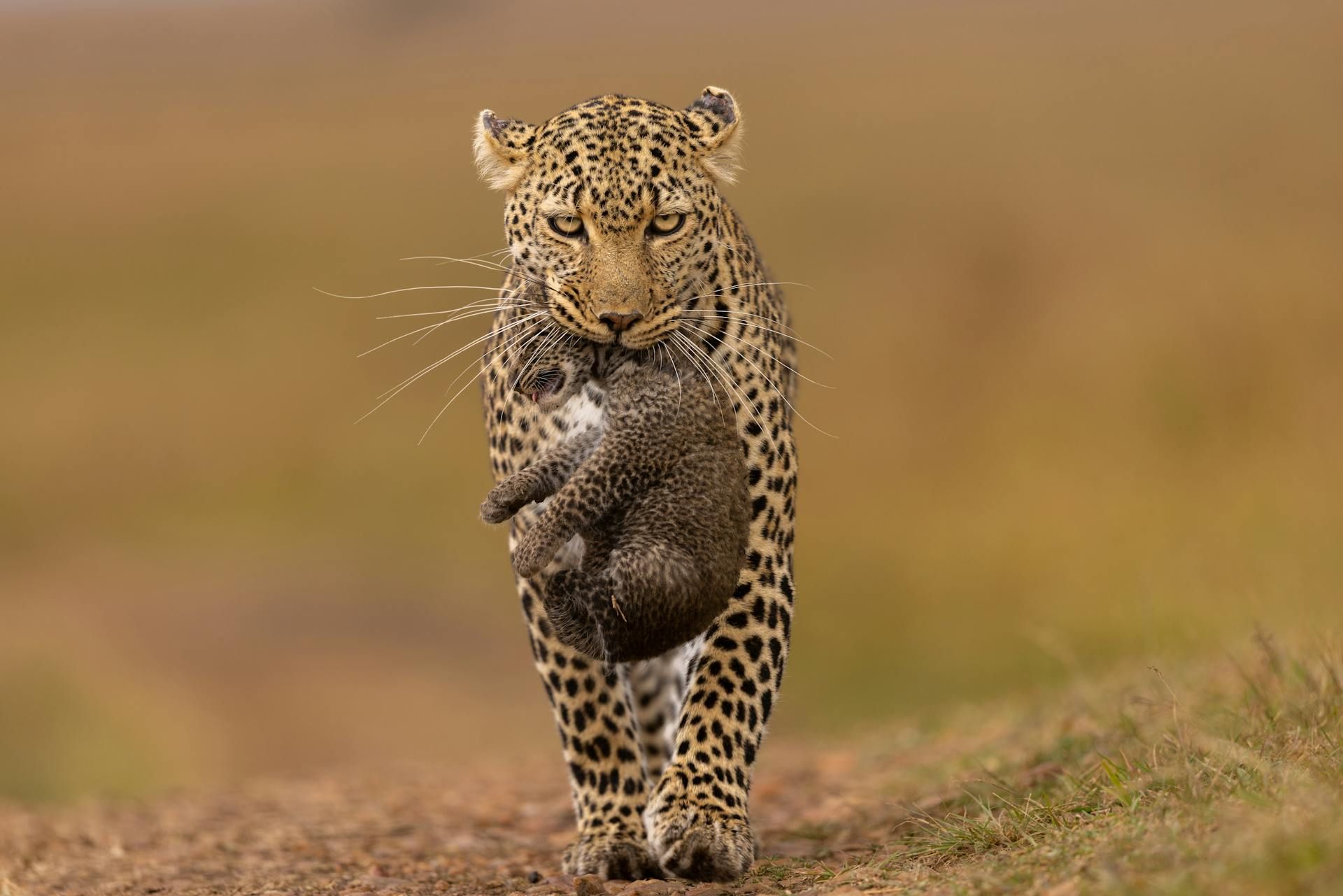 Best Places to Visit in Kenya: Top 10 Must-See Destinations 2025