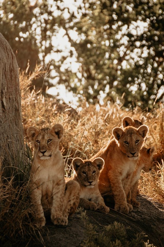 Lion cubs at a game park in Tanzania