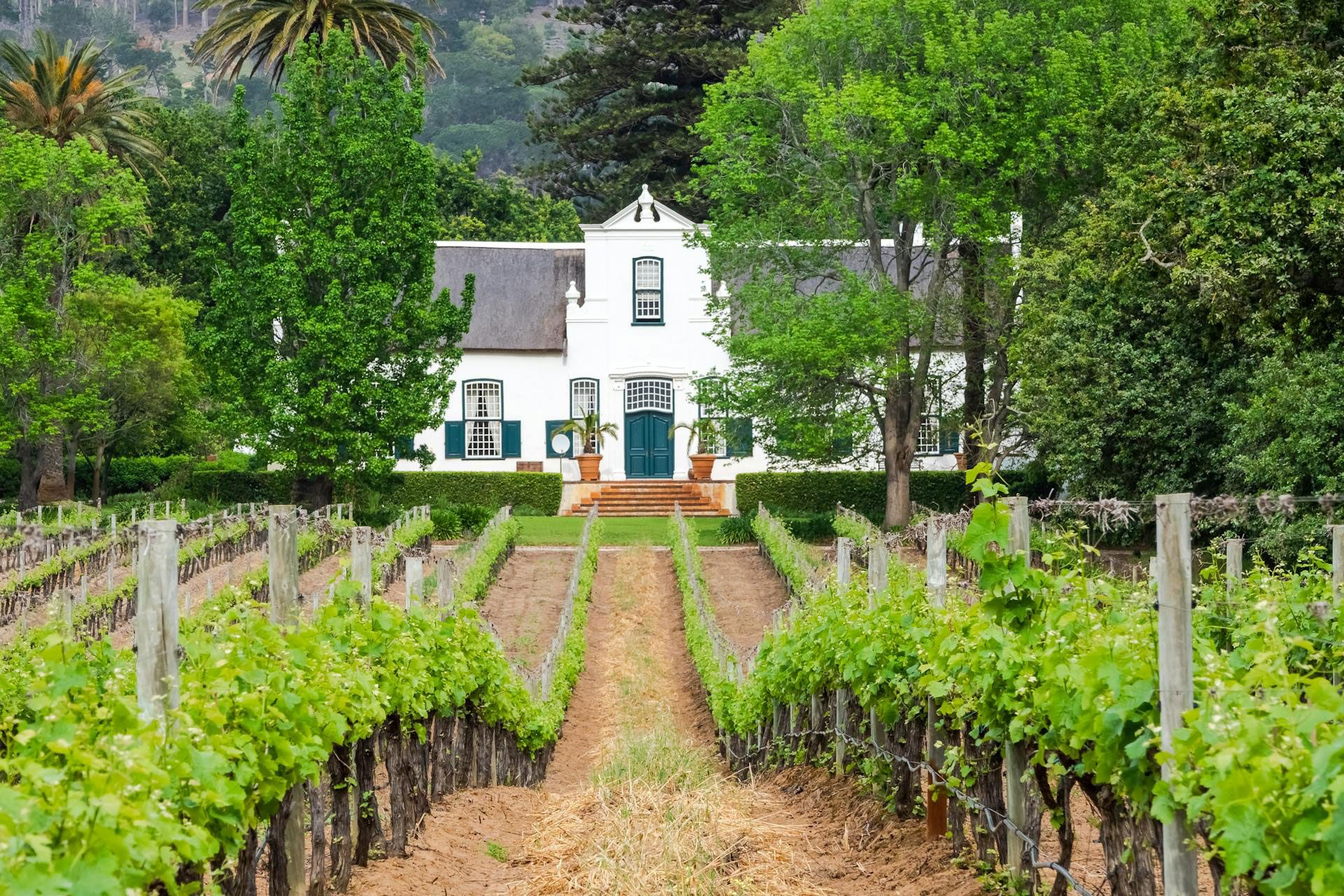 South Africa's Wine Route: How to Explore Stellenbosch and Franschhoek Like a Pro