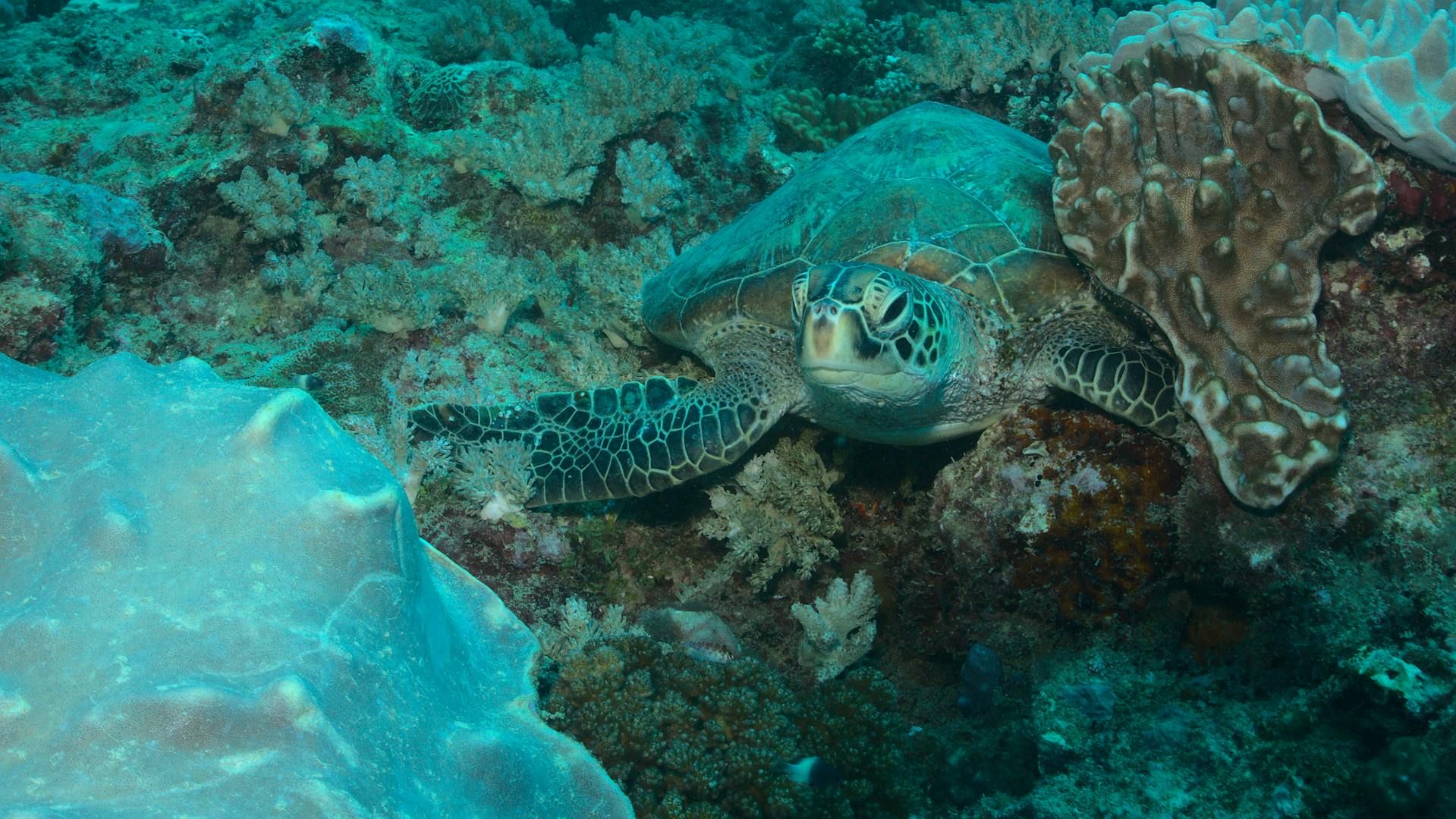 Turtle swimming in a reef in Watamu. 