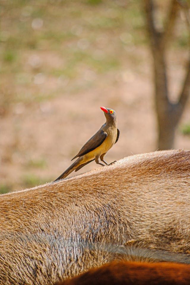 Red-billed Oxpecker on Animal