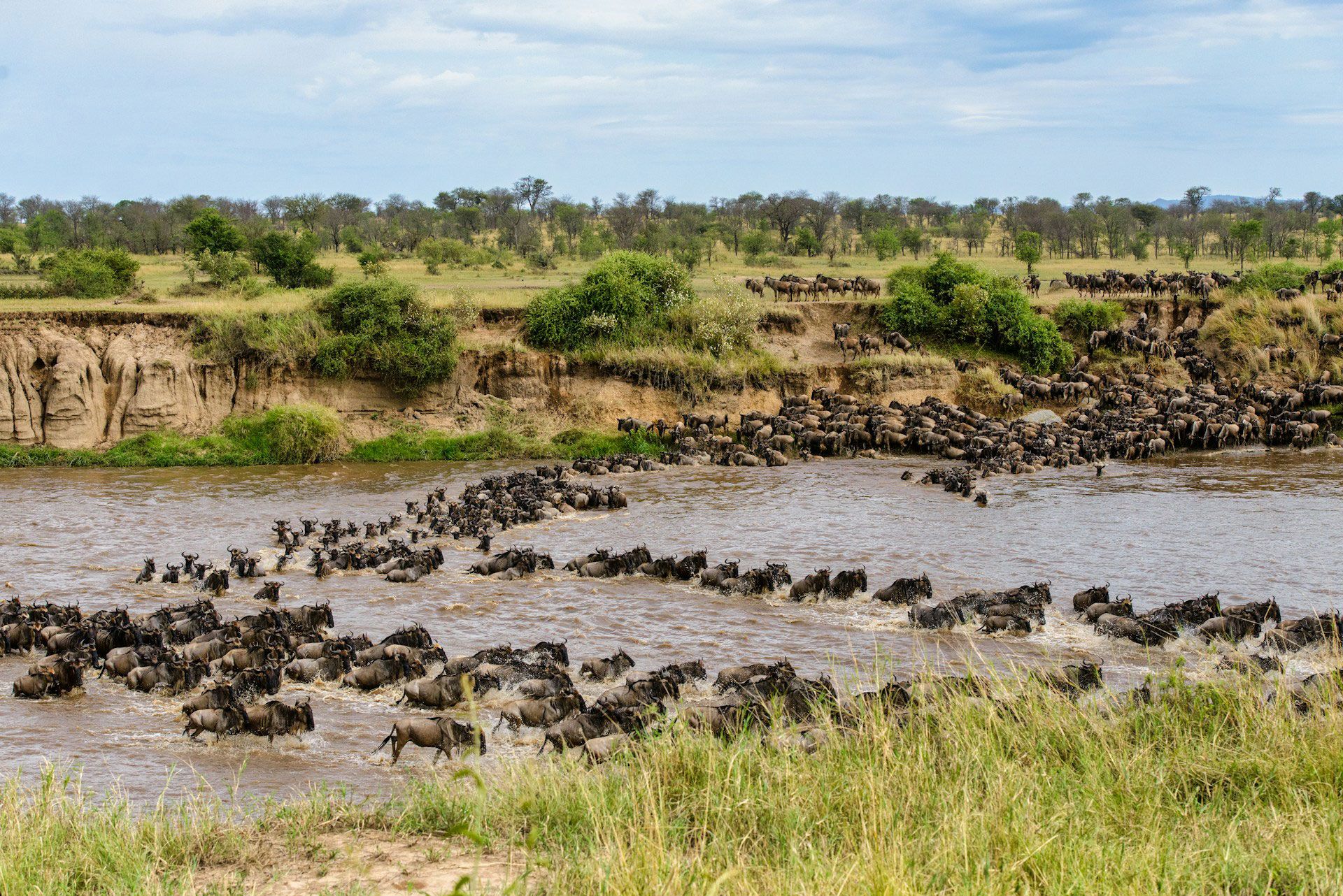Wildebeeste and zebra cross the Mara River during the Great Migration