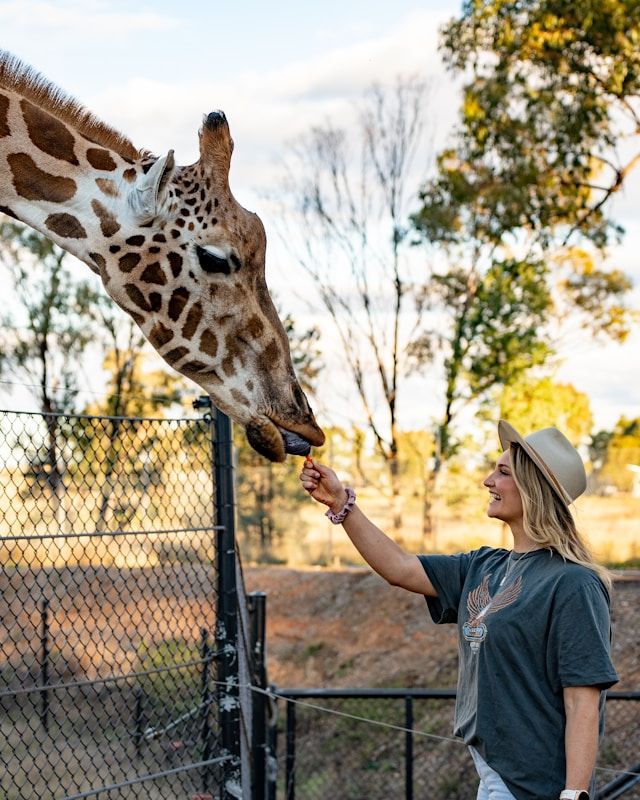 A tourist feeds a giraffe