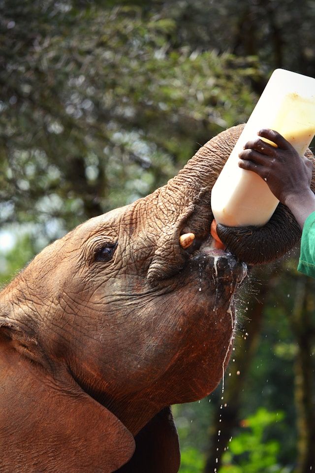 A baby elephant receives milk at the David Sheldrick Elephant Sanctuary.