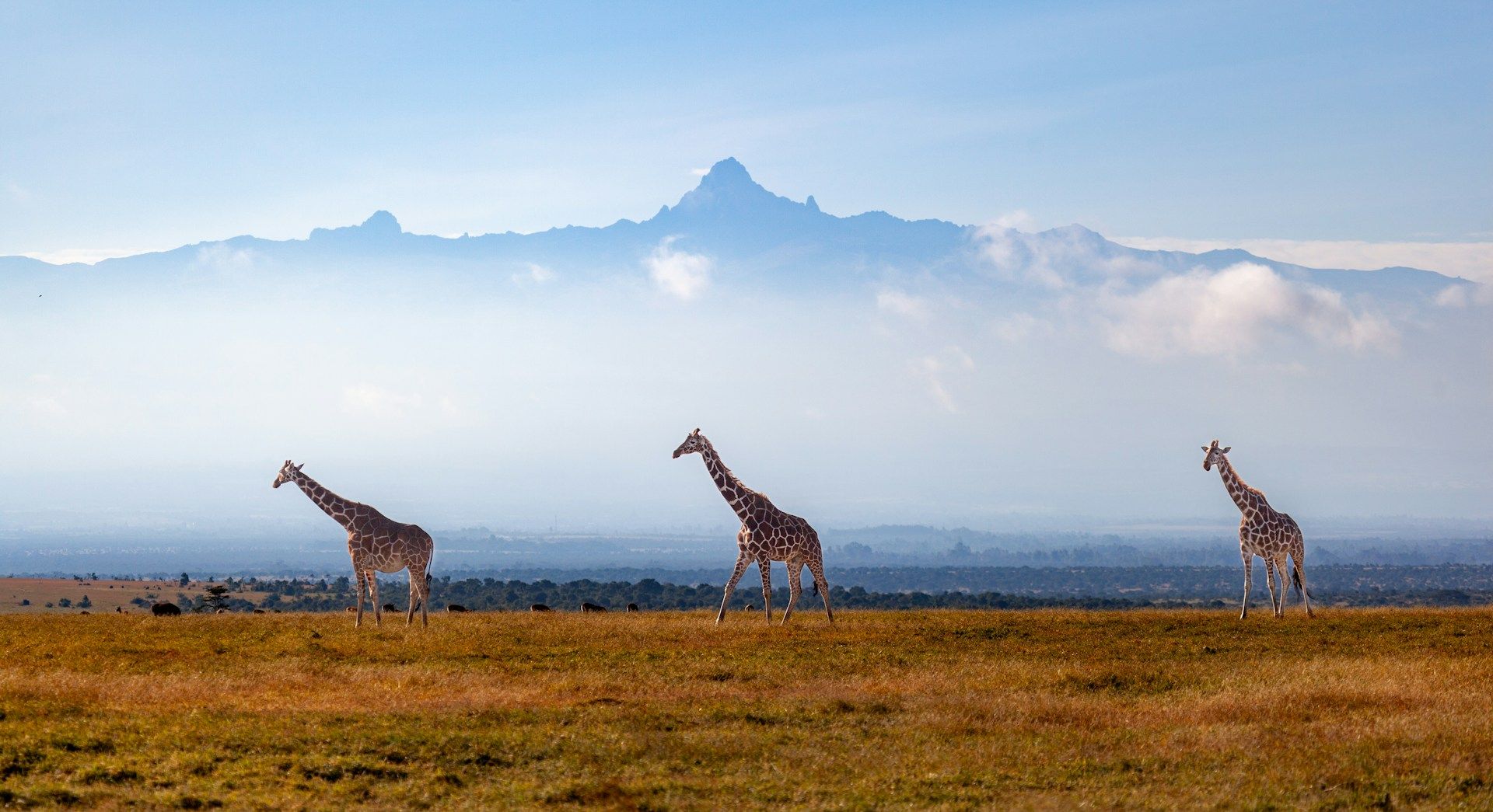 Giraffes walk with Mount Kenya in the background
