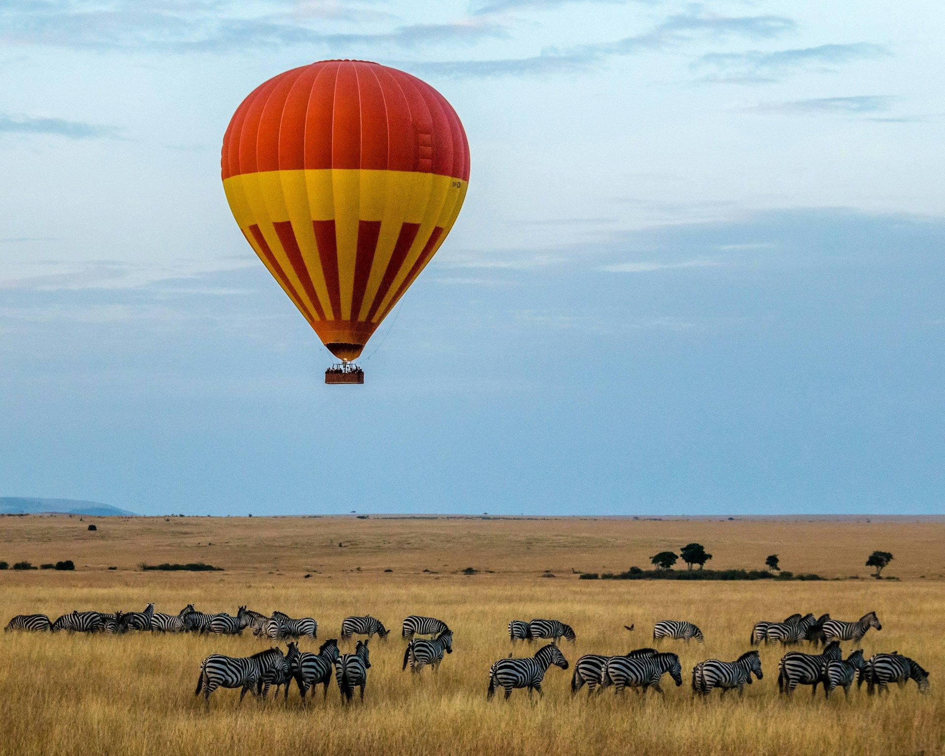 Hot air balloon over a herd of wildebeeste