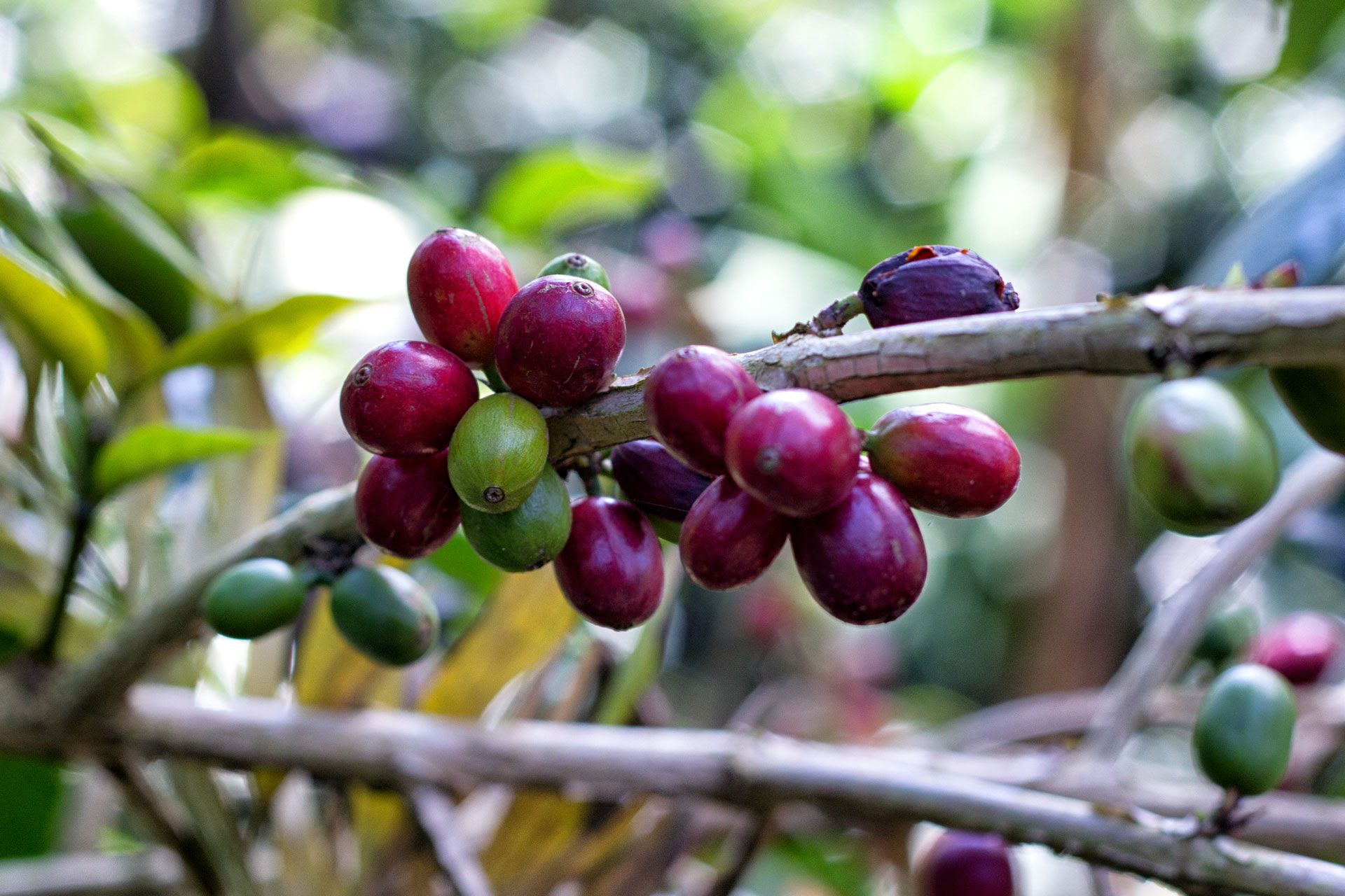 Coffee, Culture, and Countryside: A First-Timer's Guide to Ethiopia 
