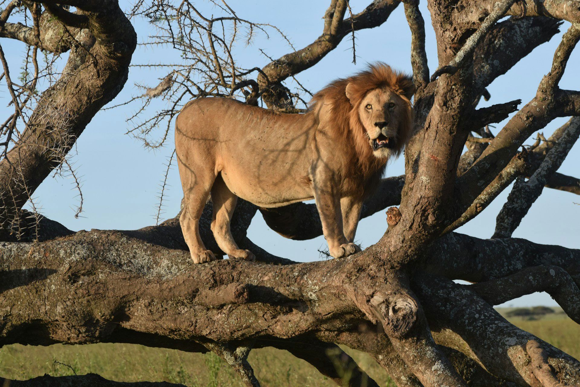 uzuri-safaris-tanzania-F4lElYTrQEg-unsplash.jpg