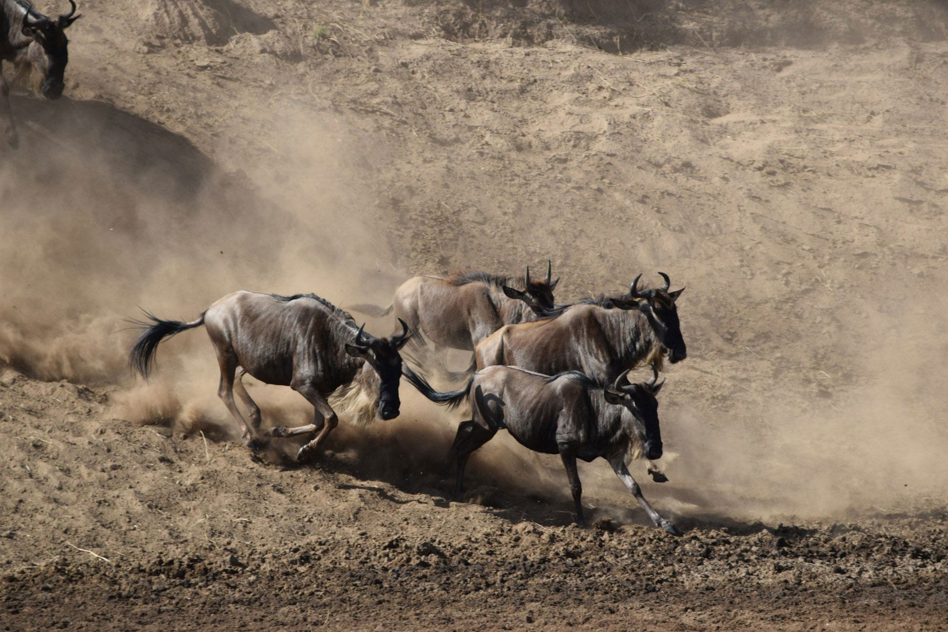 uzuri-safaris-tanzania-H1THPgRuKg0-unsplash.jpg