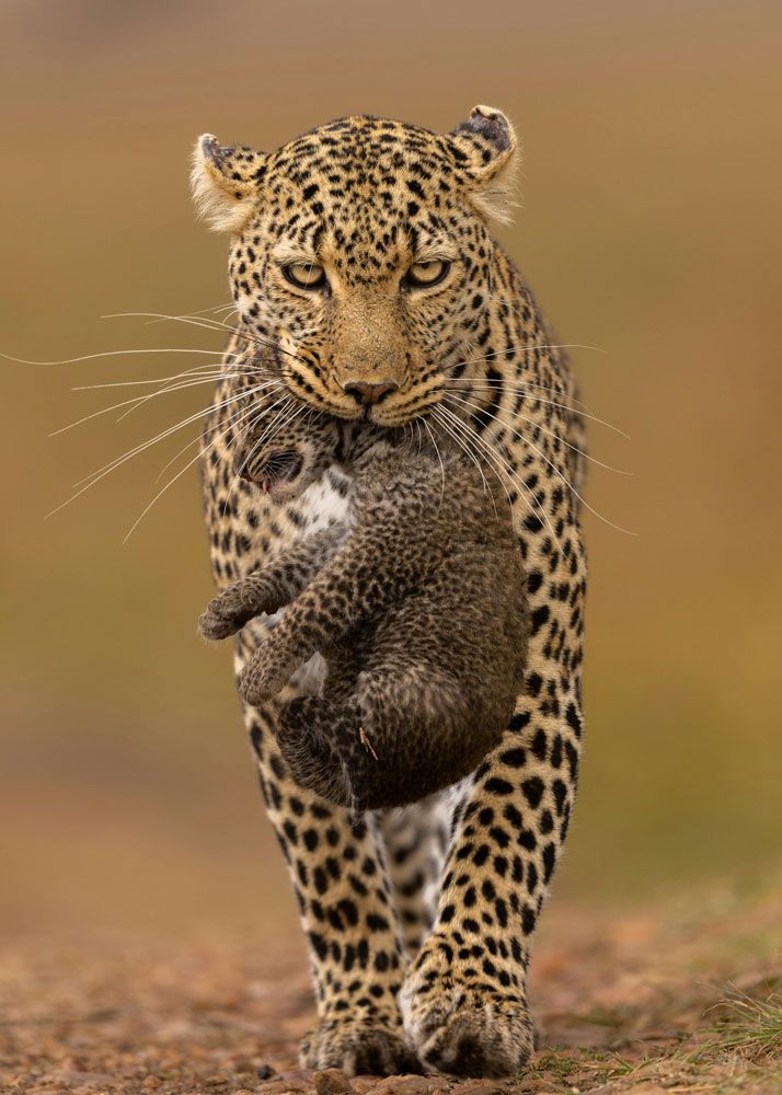 Leopard carrying its cut.